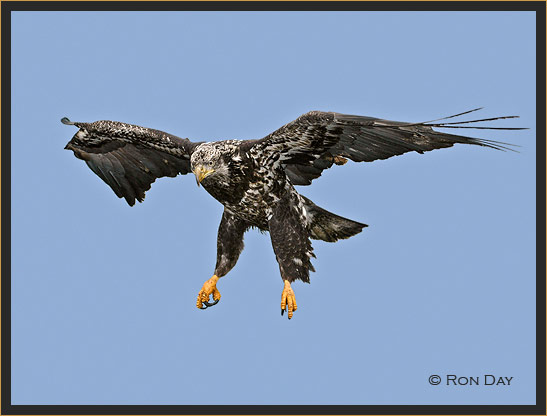 Immature Bald Eagle in Flight