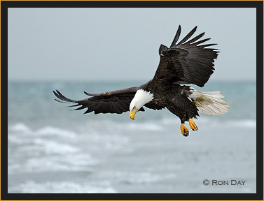 Bald Eagle at Cook Inlet, Alaska