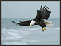 Bald Eagle 534