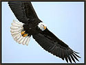 Bald Eagle 565