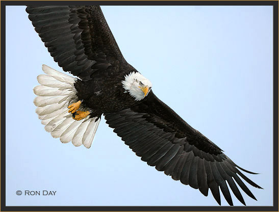 Bald Eagle Flying Tail Flared 