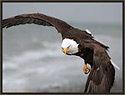 Bald Eagle 569