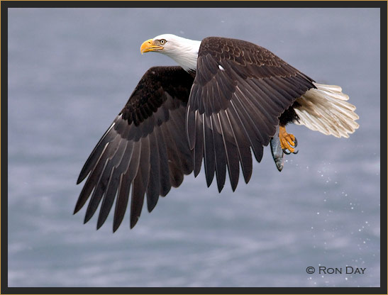 Bald Eagle in Flight with Fish