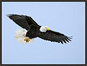 Bald Eagle 603