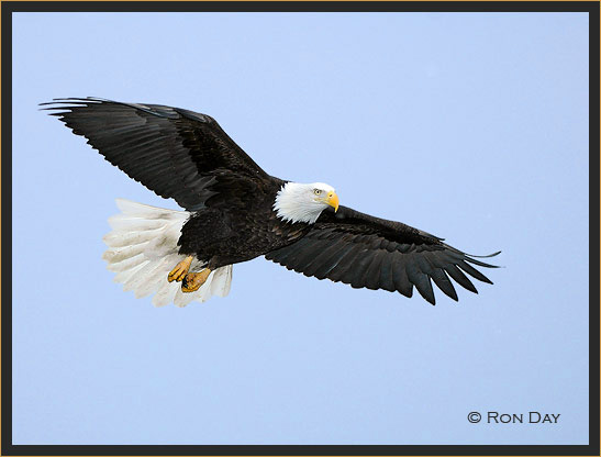Bald Eagle (Haliaeetus leucocephalus) in Flight