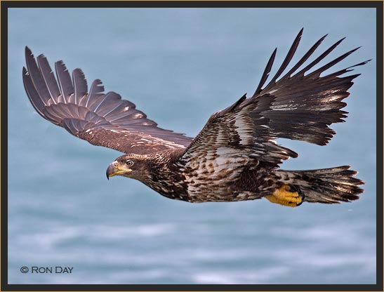 Immature Bald Eagle in Flight