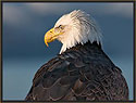 Bald Eagle 75