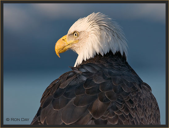 Bald Eagle in Deep Thought