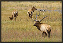 Elk 3723 Thumbnail