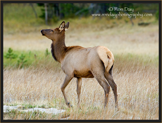 Elk Cow (Cervus elaphus), Yellowstone