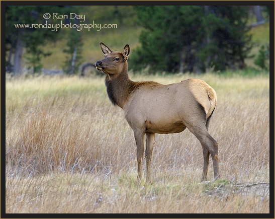 Elk Cow (Cervus elaphus), Yellowstone