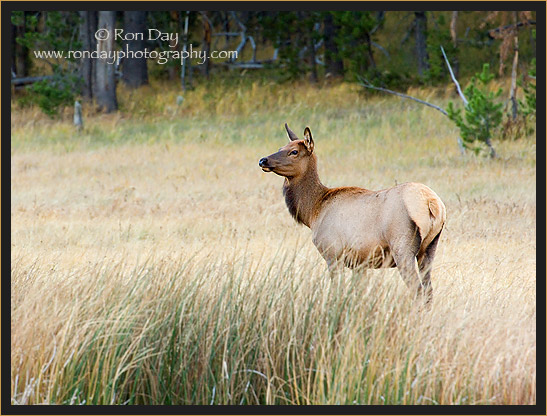 Elk Cow (Cervus elaphus), Yellowstone