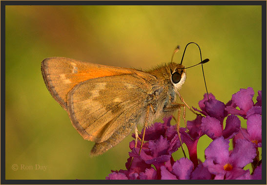 Golden Skipper Butterfly on Butterfly Bush
