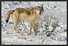 Gray Wolf 5286 Thumbnail