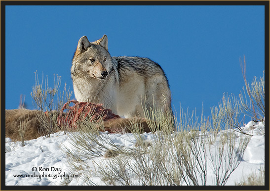 Gray Wolf (Canis lupus), Yellowstone in Winter