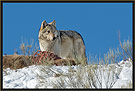 Gray Wolf 5309 Thumbnail