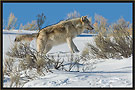 Gray Wolf 5274 Thumbnail