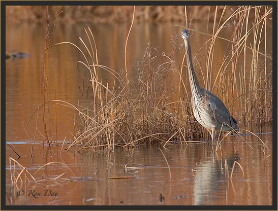 Great Blue Heron (Ardea herodias), Fishing