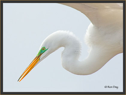 Great Egret Portrait in Flight