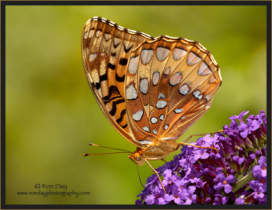 Great Spangled Fritillary Butterfly