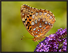 Great Spangled Fritillary Butterfly