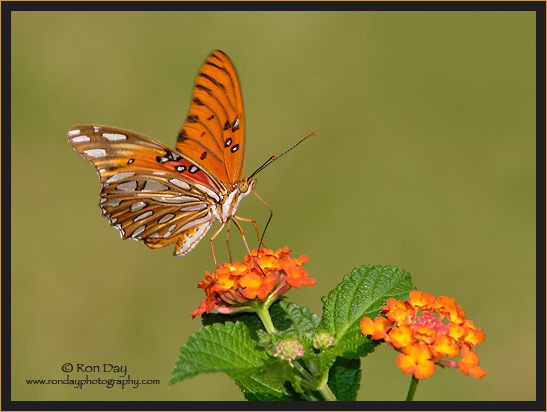 Gulf Fritillary Butterfly on Lantana