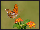 Gulf Fritillary Butterfly