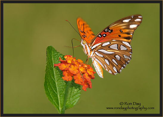 Gulf Fritillary Butterfly on Lantana