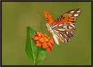 Gulf Fritillary Butterfly