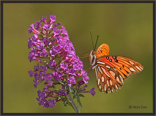 Gulf Fritillary Butterfly on Butterfly Bush