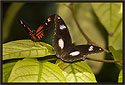 Heliconius Butterfly