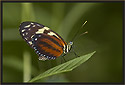 Heliconius Butterfly