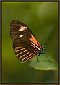 Heliconius Butterfly