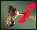 Ruby-throated Hummingbird at Petunia