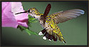 Ruby-throated Hummingbird Female