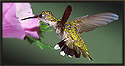 Ruby-throated Hummingbird Female