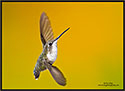Hummingbird 9411