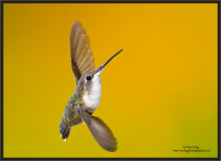 Ruby-throated Hummingbird Male Juvenile