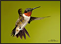 Hummingbird 9563