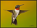 Hummingbird 9618