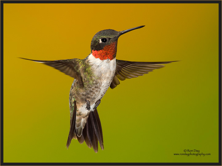 Ruby-throated Hummingbird Male (Archilochus colubris)