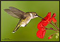 Hummingbird 9755