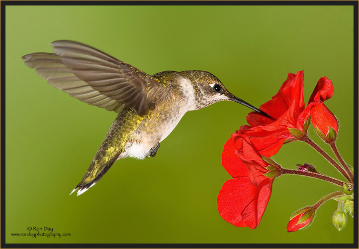 Ruby-throated Hummingbird Juvenile, (Archilochus colubris)