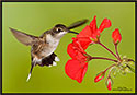 Hummingbird 9768