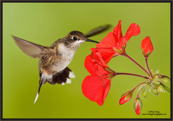 Ruby-throated Hummingbird Juvenile (Archilochus colubris)