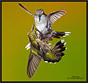 Hummingbirds 8445