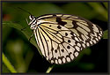 Rice Paper Butterfly