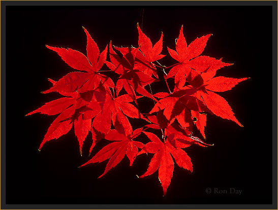 Acer palmatum "Bloodgood"