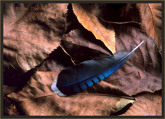 Blue Jay Feather