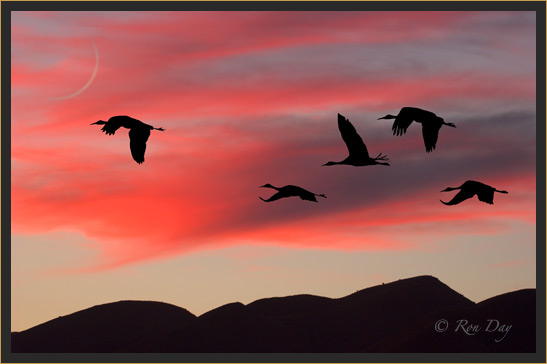 Silhouette of Sandhill Cranes, Bosque del Apache 